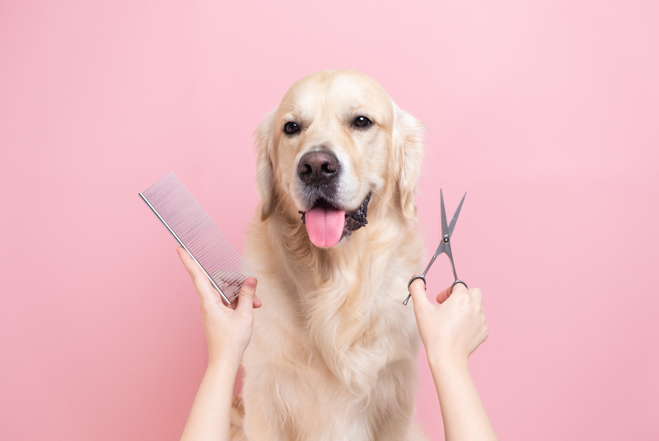 Pamper Your Pet at Park Cities Pet Salon in Dallas