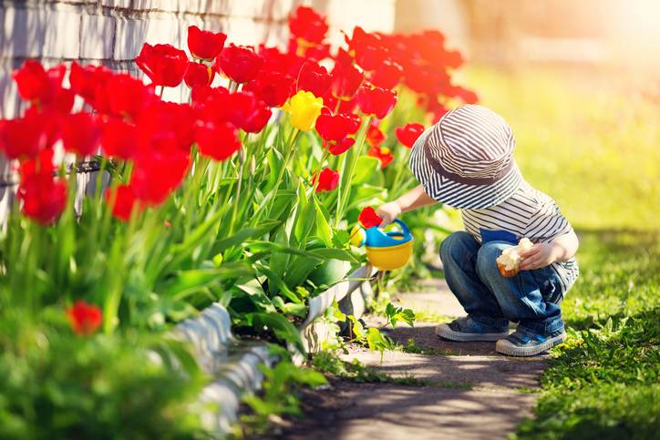 Little child walking near tulips on the flower bed in beautiful spring day