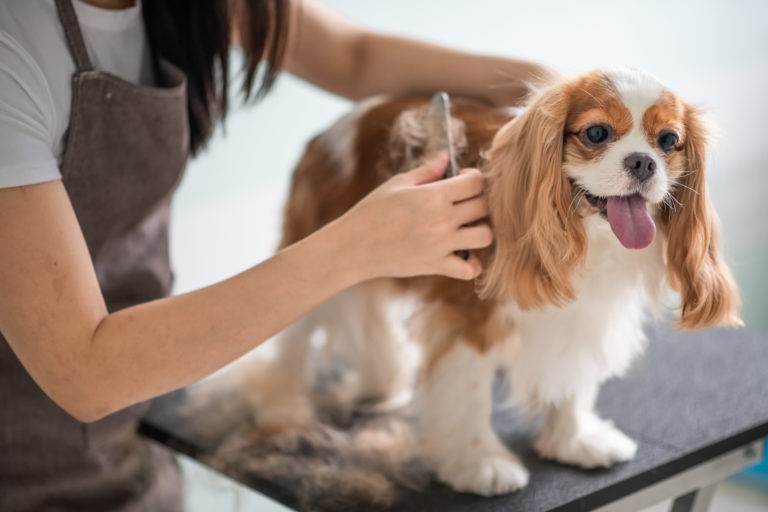 Pamper Your Pet this Spring at These Pet Stores in Dallas